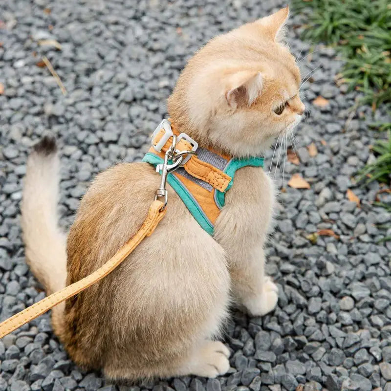 Stylish Cat Harness Leash Set